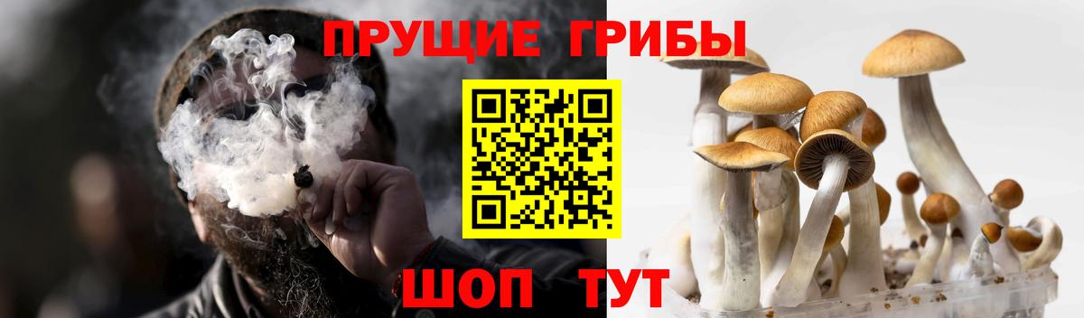 Псилоцибиновые грибы GOLDEN TEACHER Можайск